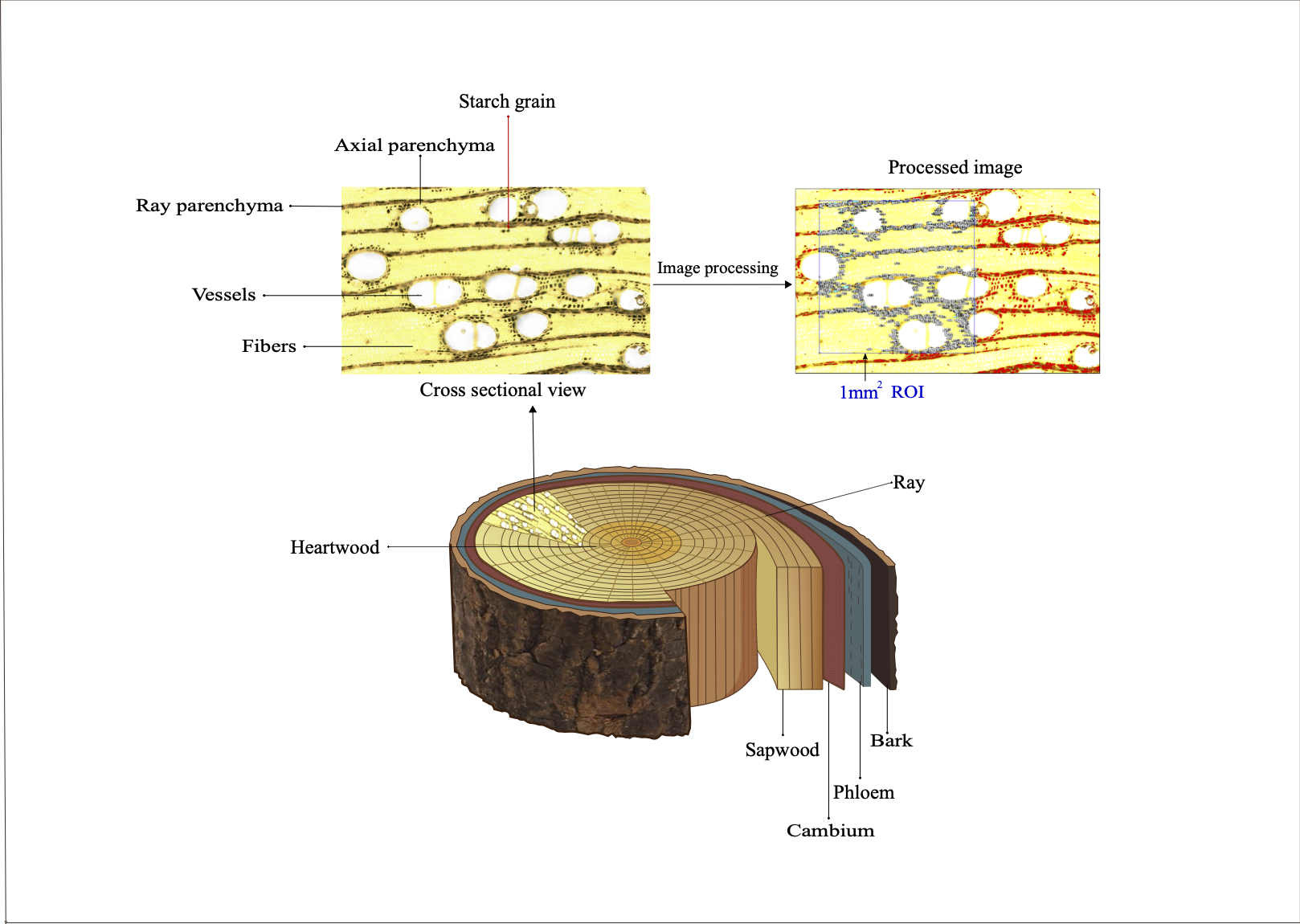 Starch storage in tropical trees